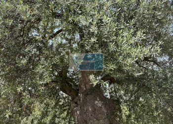 Terreno edificabile Noto - foto 8