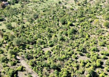 Casale Catania - foto 24