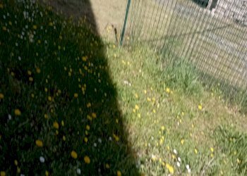 Independent house Bettola - photo 23