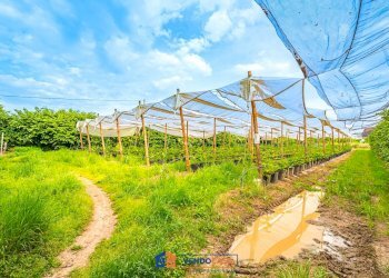 Independent house Saluzzo - photo 3