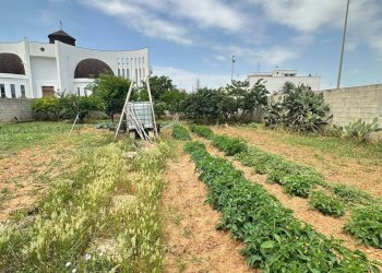 Foto 2 - Terreno edificabile parrocchia spirito santo, Lequile - foto 2
