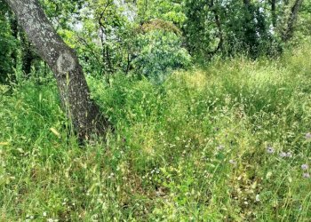 Giardino - Agricultural land contrada pollicino-cava, Viagrande - photo 4