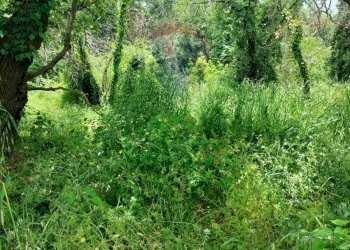 Giardino - Agricultural land contrada pollicino-cava, Viagrande - photo 5