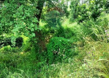 Giardino - Agricultural land contrada pollicino-cava, Viagrande - photo 8