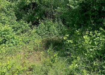 Terreno - Terreno agricolo via Musinè, Piossasco - foto 11