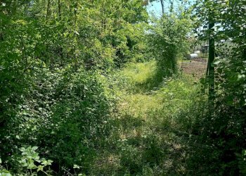 Terreno - Terreno agricolo via Musinè, Piossasco - foto 12