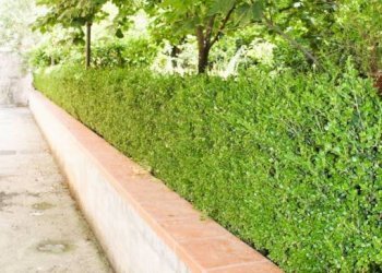 Giardino - Appartamento via Rotabile, Formia - foto 20