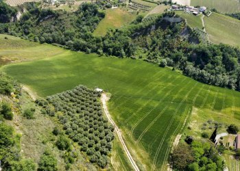 Foto 11 - Agricultural land Contrada Pezzalunga
 
snc, Ripatransone - photo 11