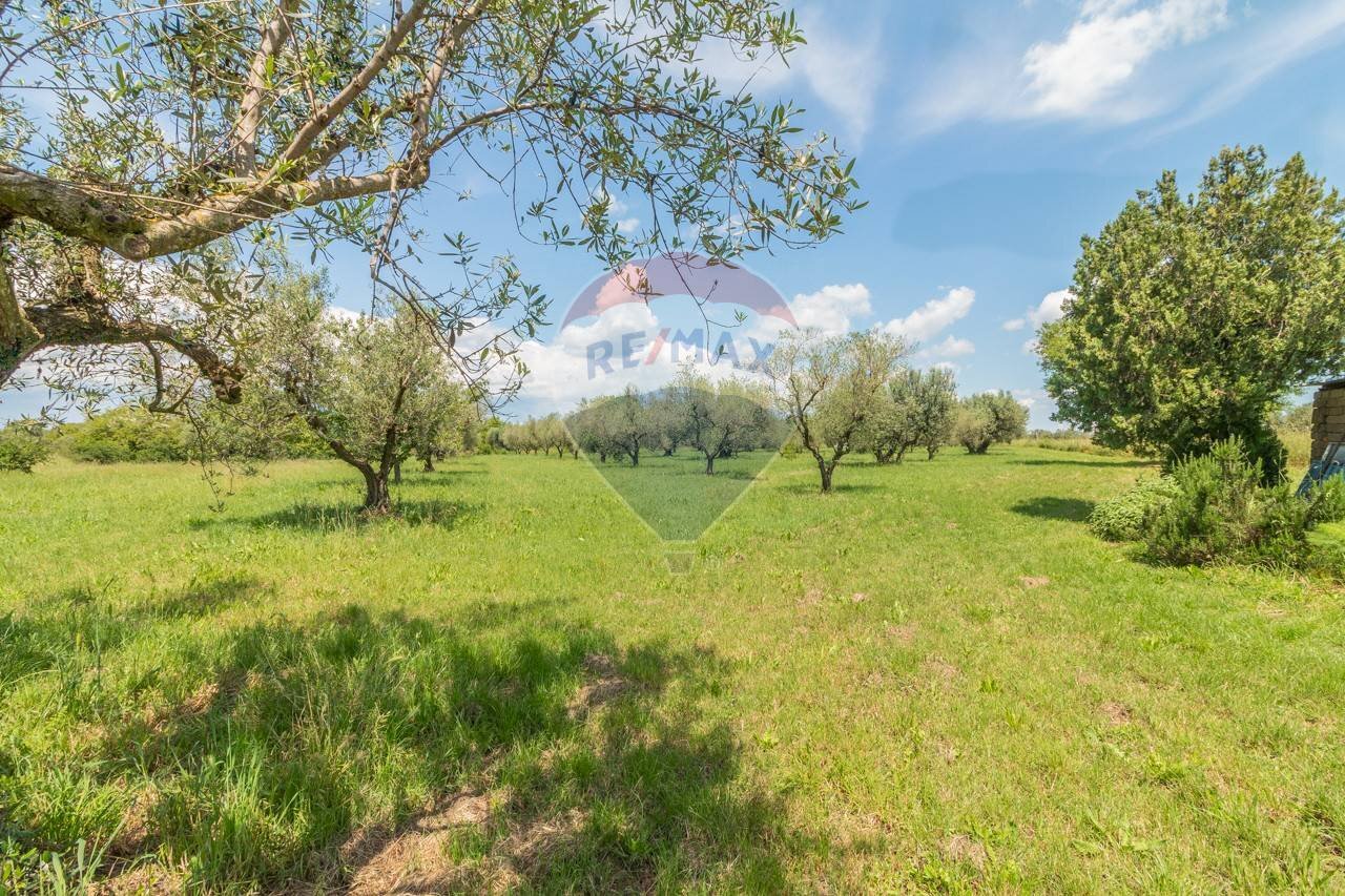 Giardino - Terreno agricolo Località Macchia di Sopra
 
snc, Ischia di Castro - foto 3
