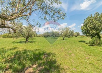Giardino - Terreno agricolo Località Macchia di Sopra
snc, Ischia di Castro - foto 3