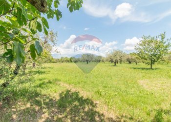 Giardino - Terreno agricolo Località Macchia di Sopra
snc, Ischia di Castro - foto 4
