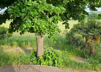 Foto 4 - Villa Lucrezia, Cartoceto - foto 4