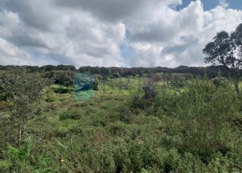 Casale Luras - foto 8