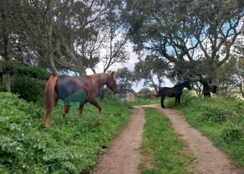 Casale Luras - foto 14