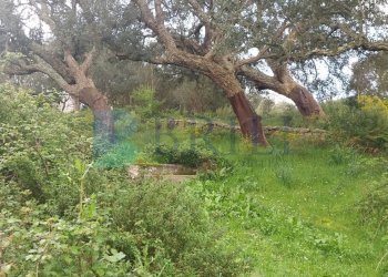 Casale Luras - foto 18