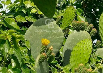 Foto 8 - Terreno agricolo via Sclafani
 
23, Acireale - foto 8