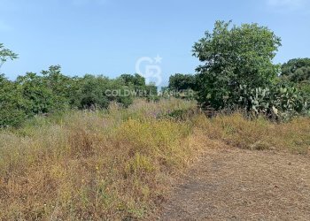 Foto 12 - Terreno agricolo via Sclafani
 
23, Acireale - foto 12