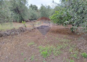 Giardino - Agricultural land VIA CAPRICORNO
 
16, Catania - photo 2