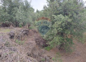 Giardino - Agricultural land VIA CAPRICORNO
 
16, Catania - photo 3