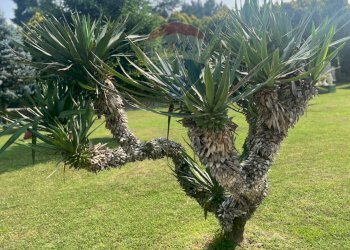 Giardino - Casa semi indipendente Via Bova
132, Ferrara - foto 30