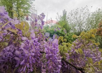 Giardino - Villa Via Po
 
108, Copparo - foto 51