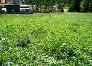 Foto 4 - Terreno edificabile frazione Chez Carral, Valgrisenche - foto 4