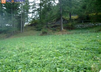 Foto 3 - Terreno edificabile frazione Gerbelle, Valgrisenche - foto 3