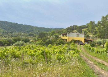 Trilocale Torpè - foto 4