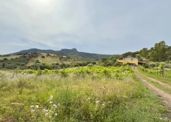 Trilocale Torpè - foto 5