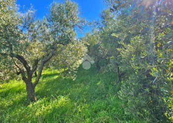 Terreno agricolo Via giordano bruno, Tavoleto - foto 5