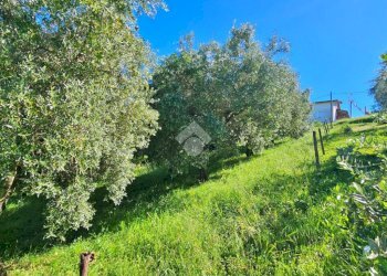Terreno agricolo Via giordano bruno, Tavoleto - foto 7