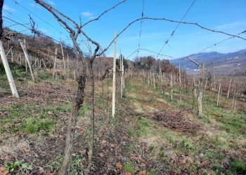 Foto 1 - Terreno agricolo Monteforte d'Alpone - foto 1