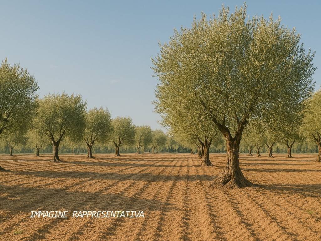 Terreno - Terreno agricolo Rimini - foto 1