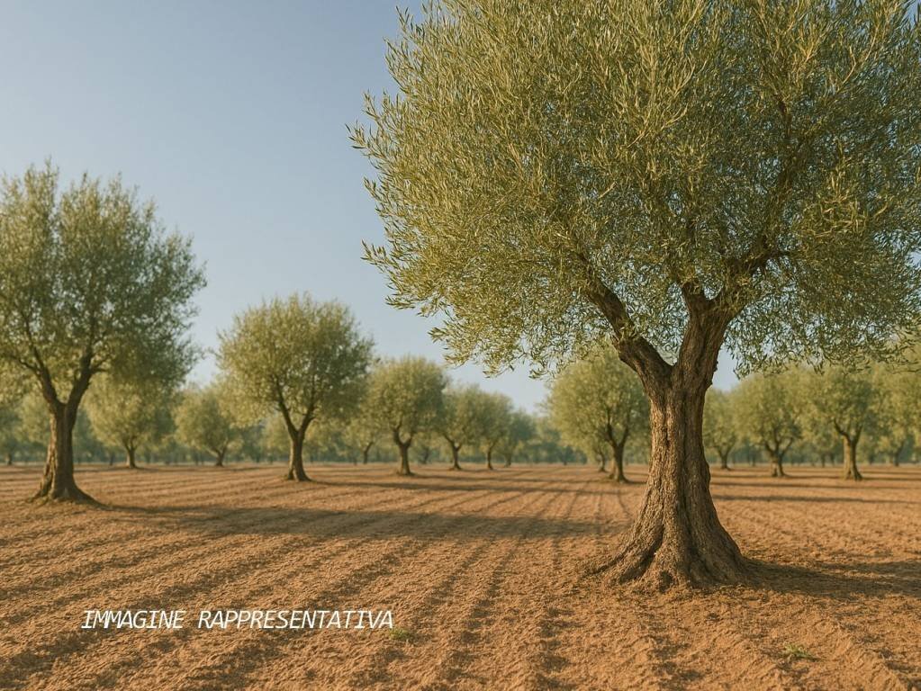 Terreno - Terreno agricolo Rimini - foto 2