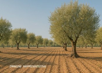 Terreno - Terreno agricolo Rimini - foto 1