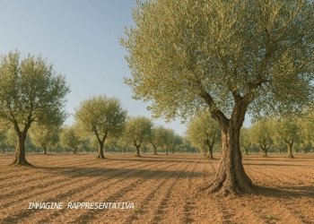 Terreno - Terreno agricolo Rimini - foto 2
