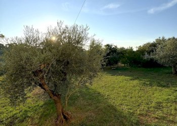 giardino - Casa semi indipendente di Vallerano, Rignano Flaminio - foto 18