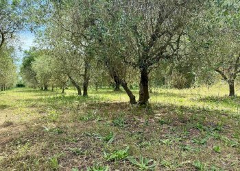 Foto 22 - Appartamento Strada Vicinale 36 San Donato, Orbetello - foto 22