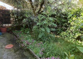 Giardino - Villa via della Pesa, Montelupo Fiorentino - foto 5