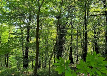Terreno - Casa indipendente Località Oberti, 37, Montaldo di Mondovì - foto 39