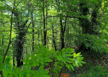 Terreno - Casa indipendente Località Oberti, 37, Montaldo di Mondovì - foto 40