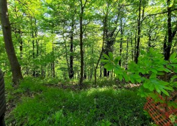 Terreno - Casa indipendente Località Oberti, 37, Montaldo di Mondovì - foto 41
