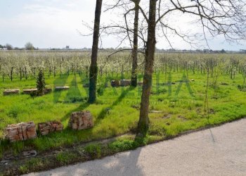 Terreno - Rustic via Rubicone, Cesena - photo 15