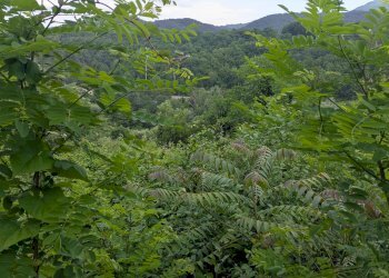 Agricultural land Via Roma, snc, Isernia - photo 11