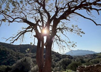 Foto 13 - Rustico Viddalba - foto 13