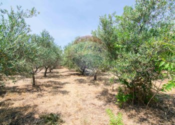 Giardino - Terreno edificabile Via Trigona, San Giovanni la Punta - foto 31