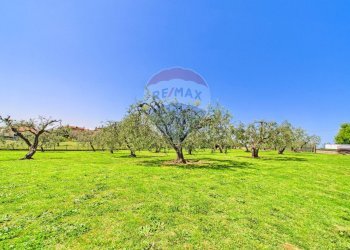 Giardino - Villa VIA DI MONTEFIORE, Formello - foto 55