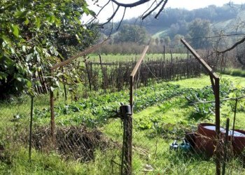 Terreno - Rustico corso Alessandria, 276, Mombercelli - foto 2