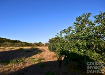 Terreno - Terreno agricolo contrada Restano, Cisternino - foto 4