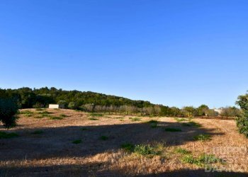 Terreno - Terreno agricolo contrada Restano, Cisternino - foto 5